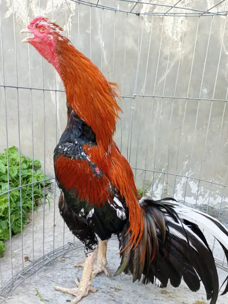 Ayam bangkok klasik big size