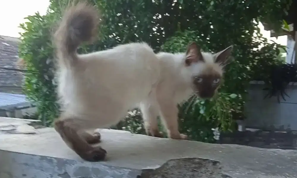 Kucing Kitten Himalaya