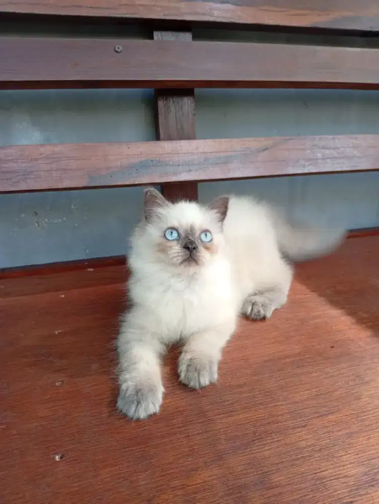 Kucing himalaya