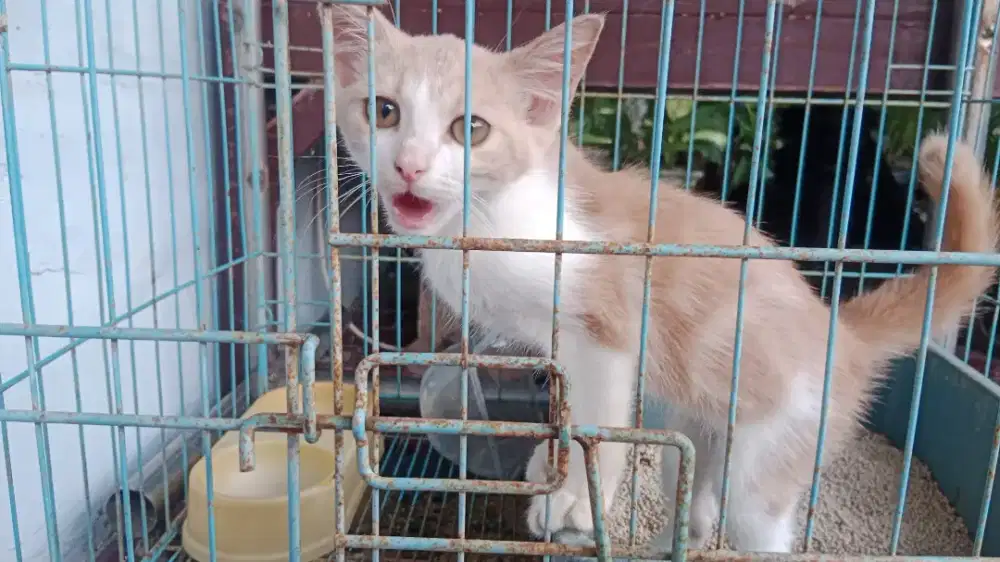 Anakan kucing betina ekor panjang
