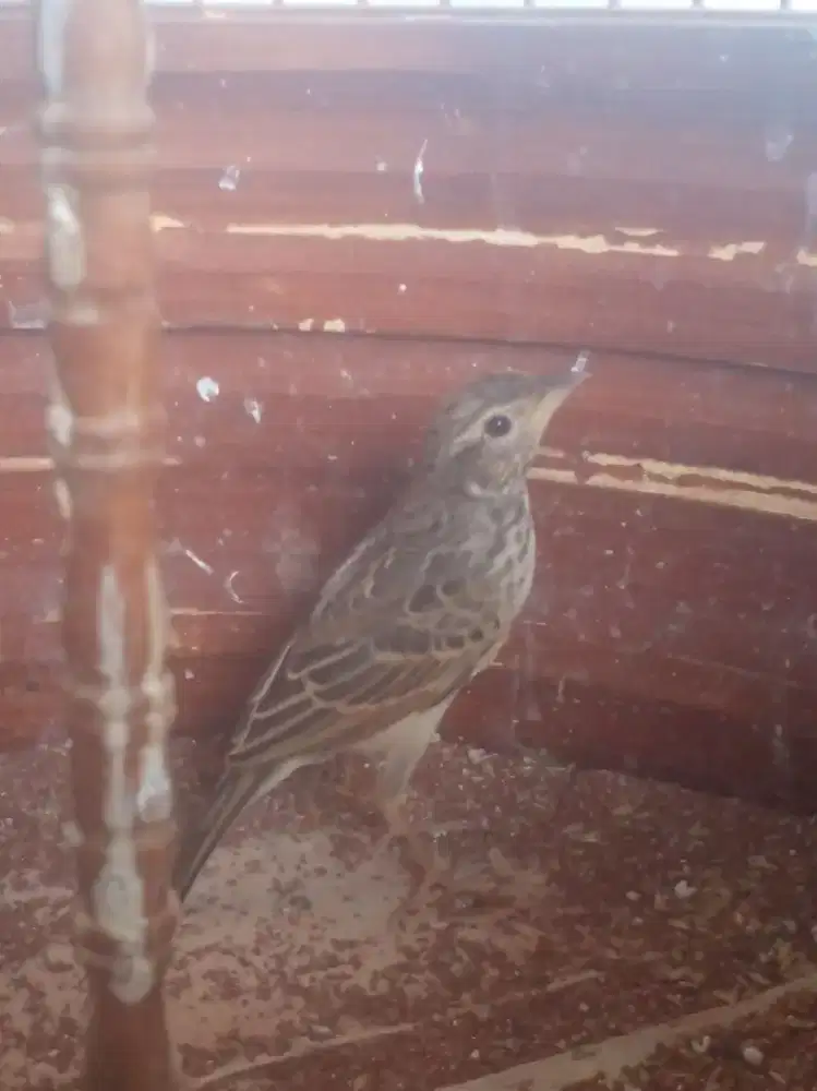 Burung Branjangan