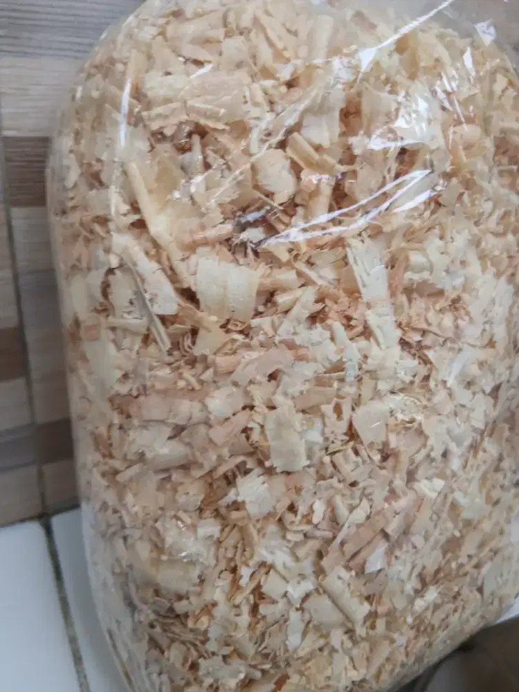 HAMSTER LUCU brown sugar