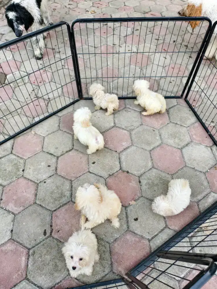 Maltipoo jantan lokasi bogor