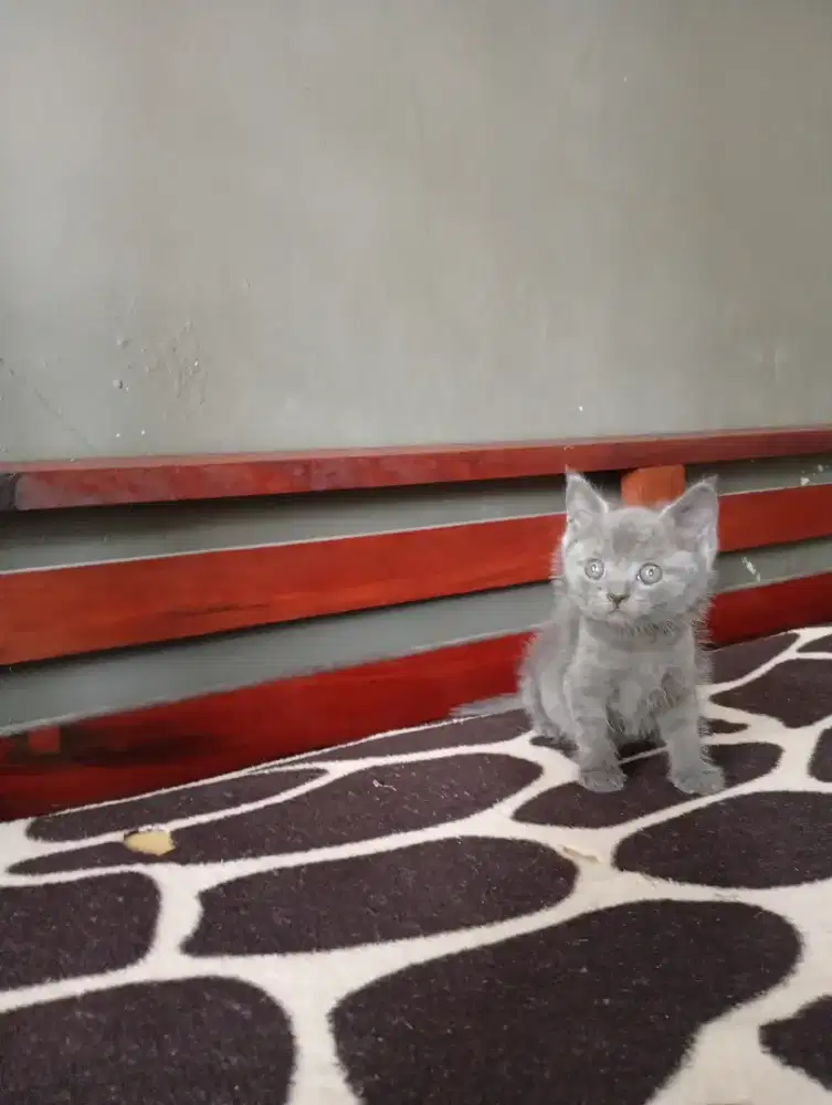 Kucing Shorthair