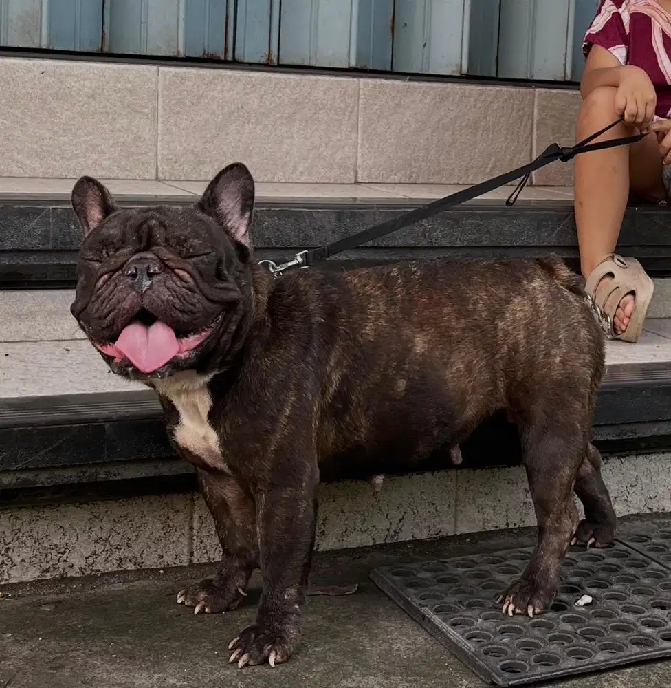 Indukan French Bulldog Hamil