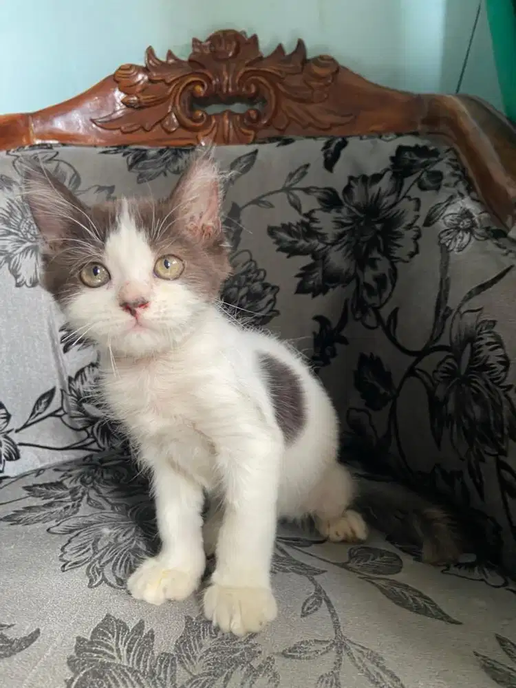 Kitten persia medium betina