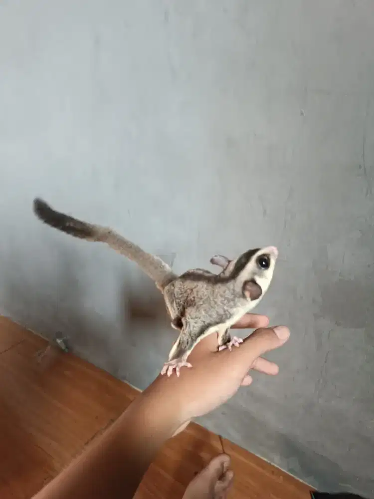 sugar glider white face