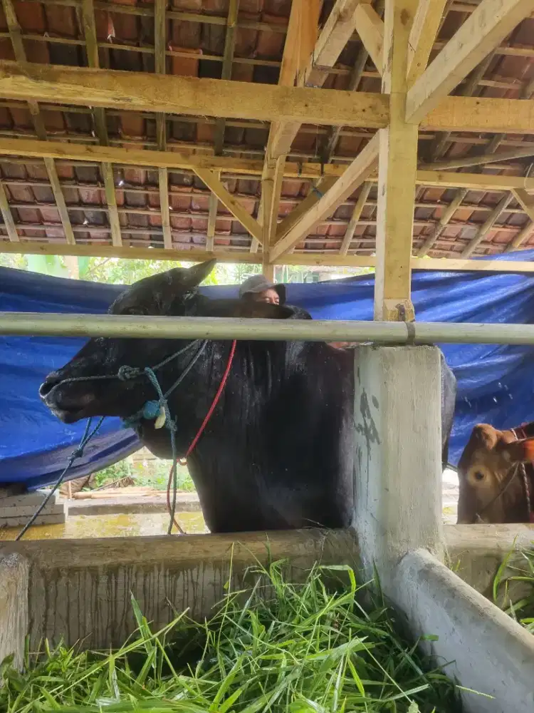 Sapi Qurban Super – Besar, Sehat, Harga Masih Nego