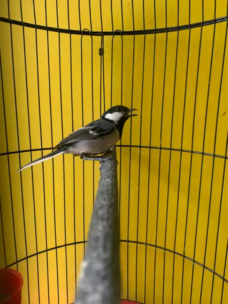 Burung glatik batu bunyi nembak nembak