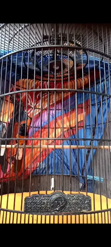 Burung murai gacor