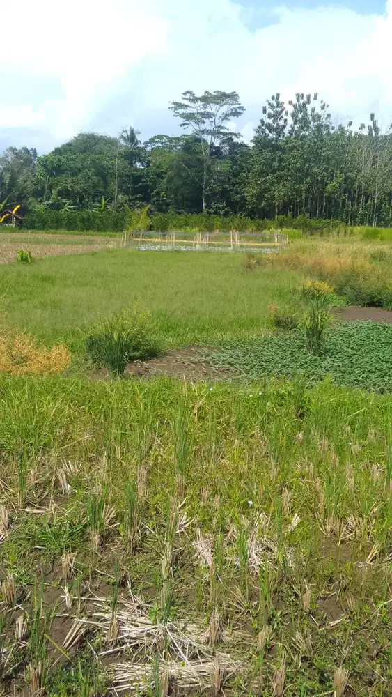 Lahan Sawah dan Tanah Perkebunan Palawija