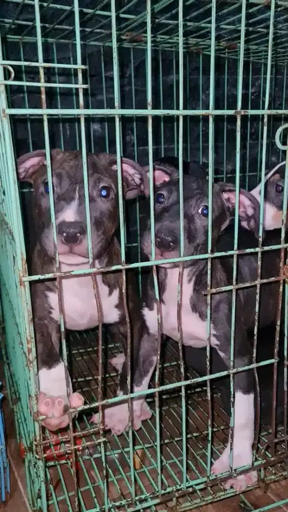 Anakan anjing pitbull x Bullterier (Terpit)