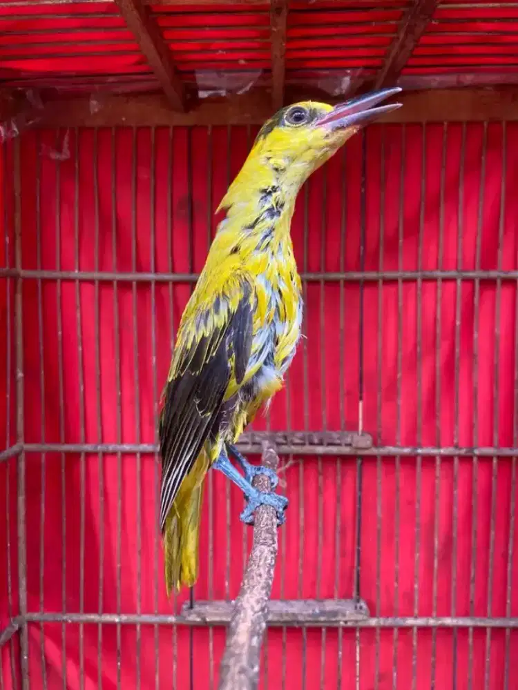 Kepodang mas pastol rawatan hutan