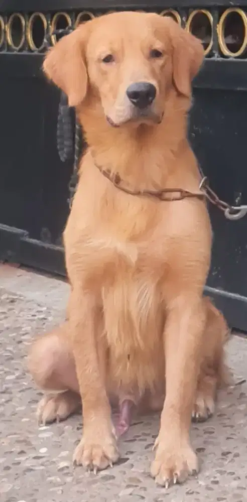 Semi hibah golden retriver sepasang