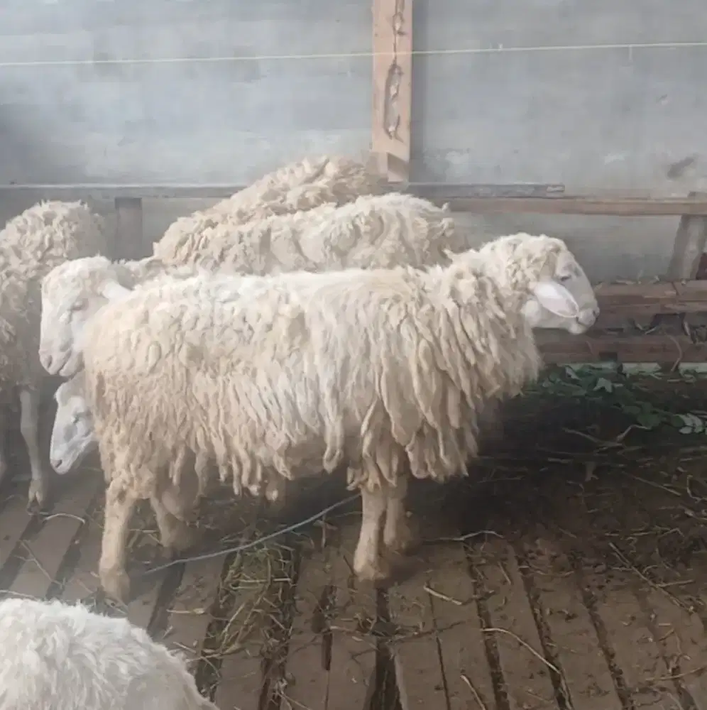 Domba merino siap qurban