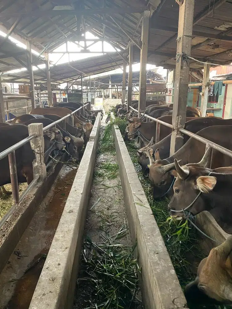 JUAL SAPI QURBAN SIAP ANTAR 2026