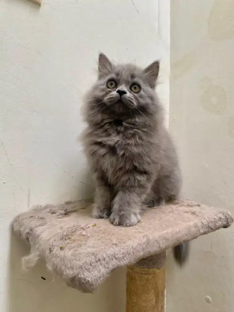 Kucing Persia medium long hair
