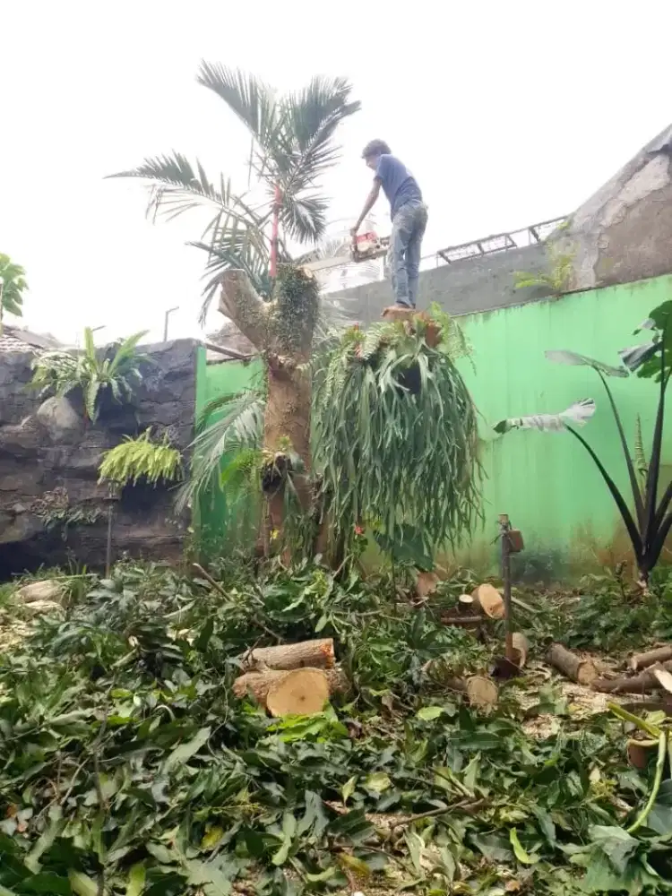 Jasa tebang pohon , pembukaan lahan Jabodetabek