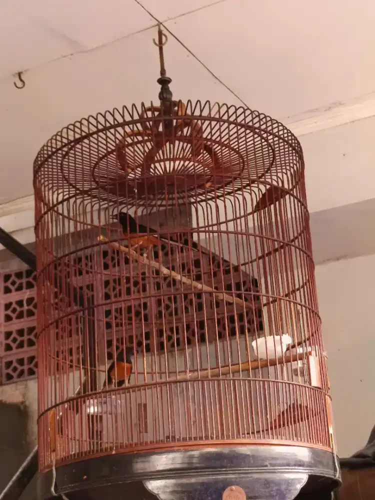 Burung Murai sepasang