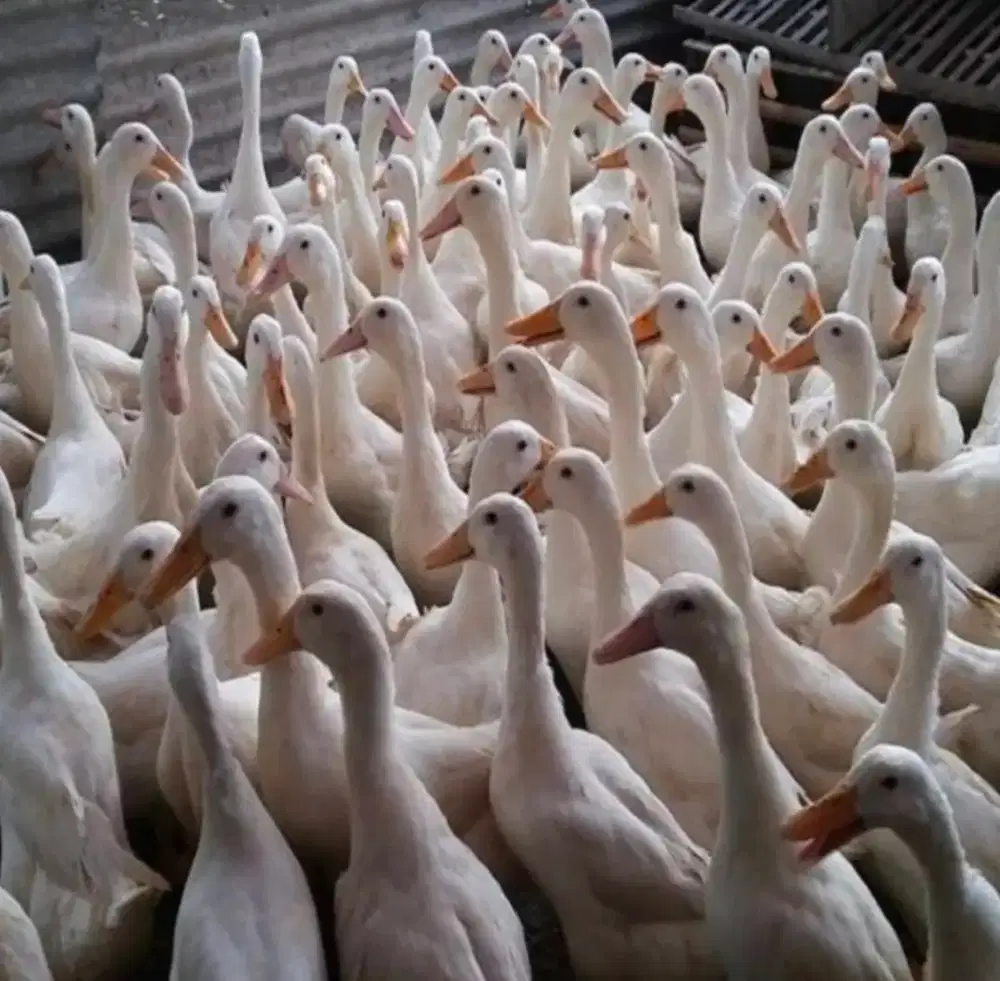 Bebek peking 3 ekor harga per ekor
