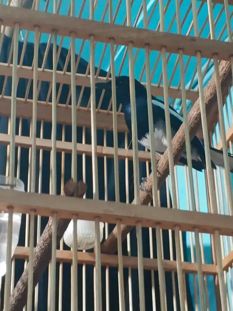 Burung Kacer Kalimantan