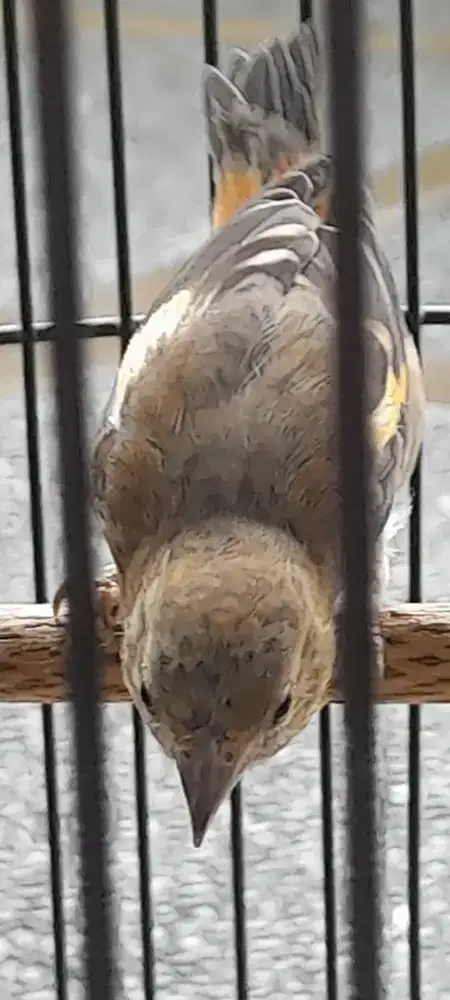 Redsiskin klasik full set