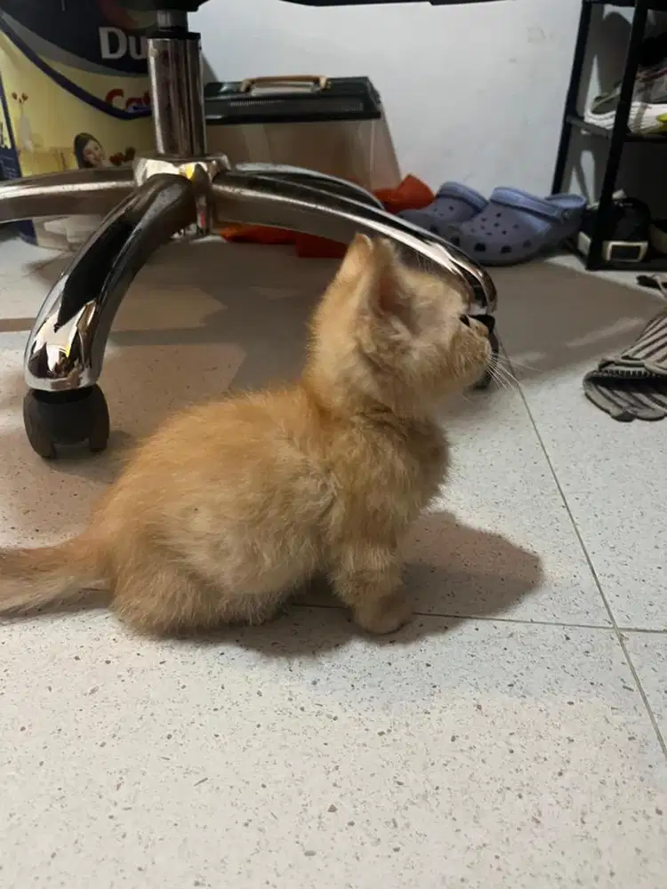 Kucing Kitten Munchkin X BSH