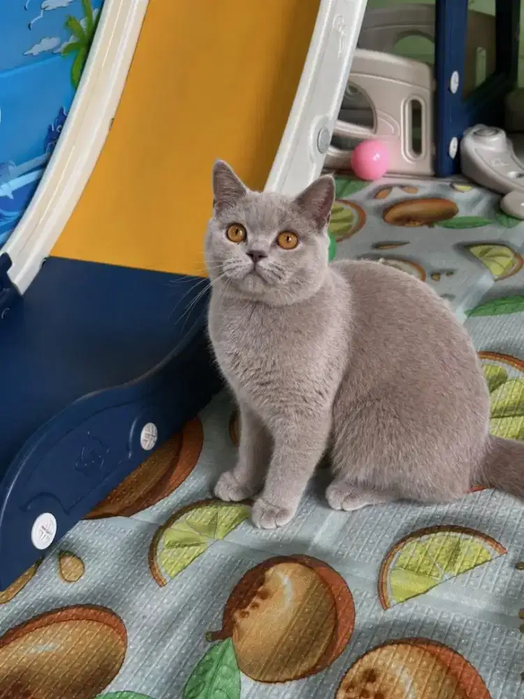 Britis shorthair lilac betina 6 bulan