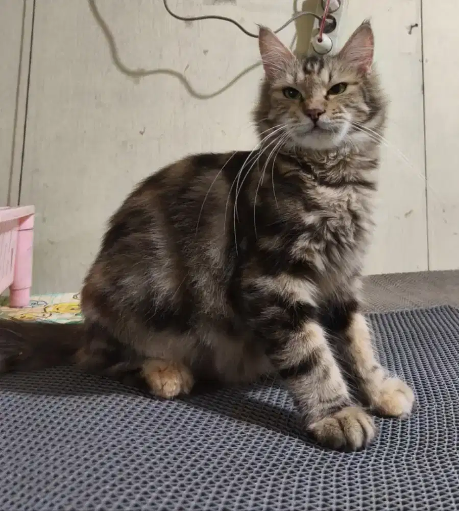 Maincoon betina proven