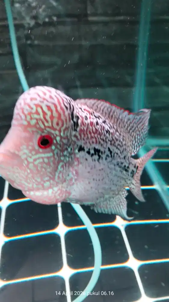 Ikan louhan kamfa+akuarium