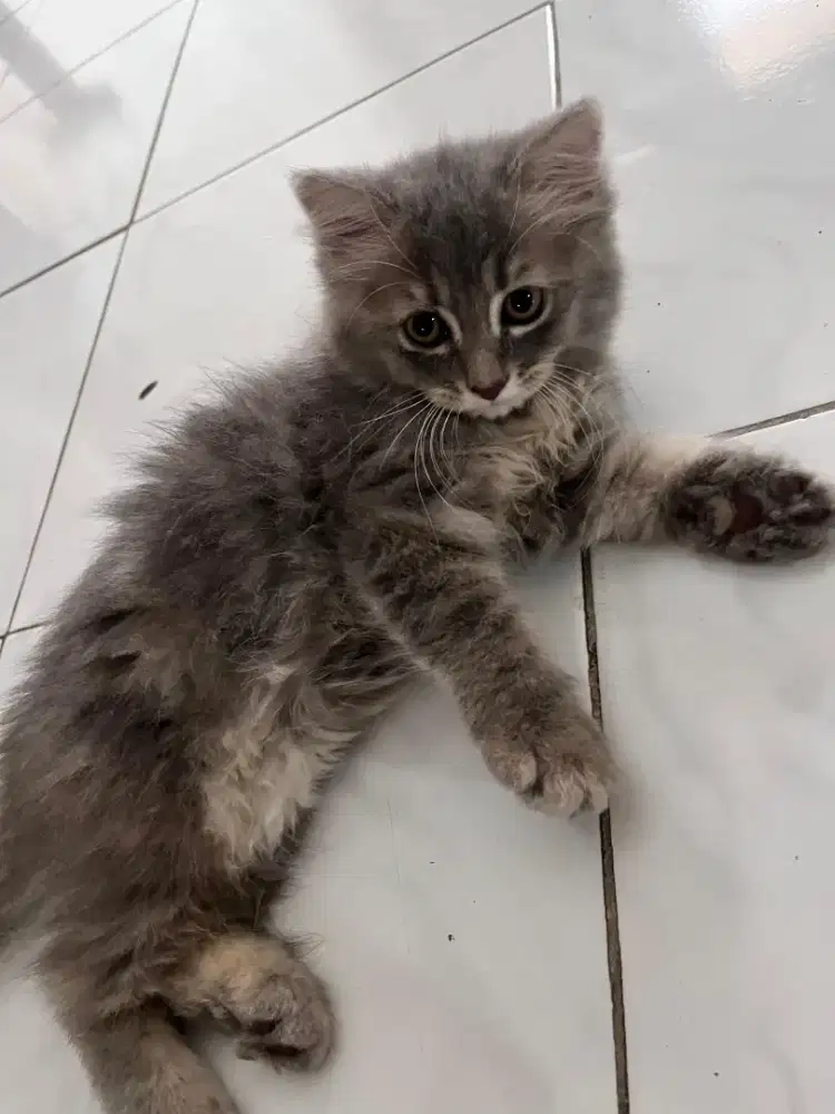 Kucing persia long hair