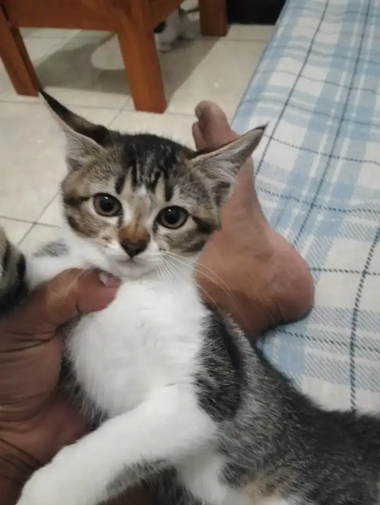Open Adopsi kucing Domestik