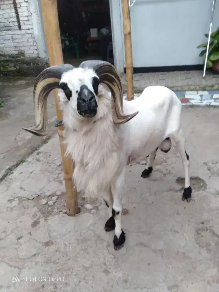 Domba Qurban Jumbo Si Beni