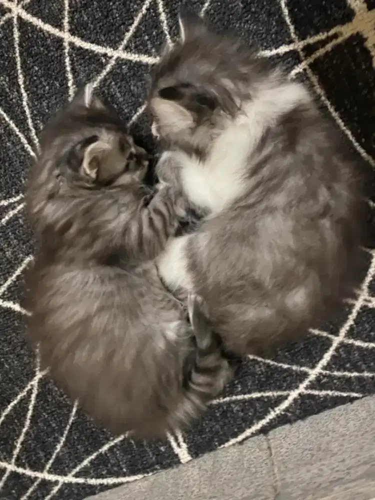 Kucing Kitten Mix Persia