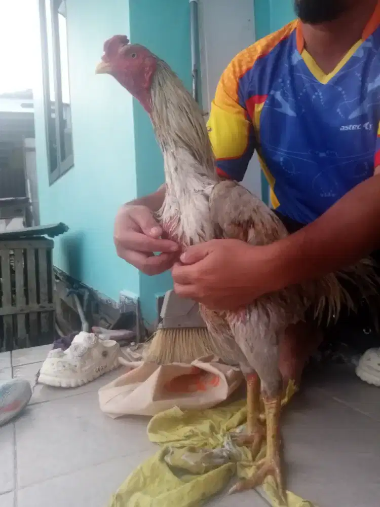 BK widu kelawu berumbun
