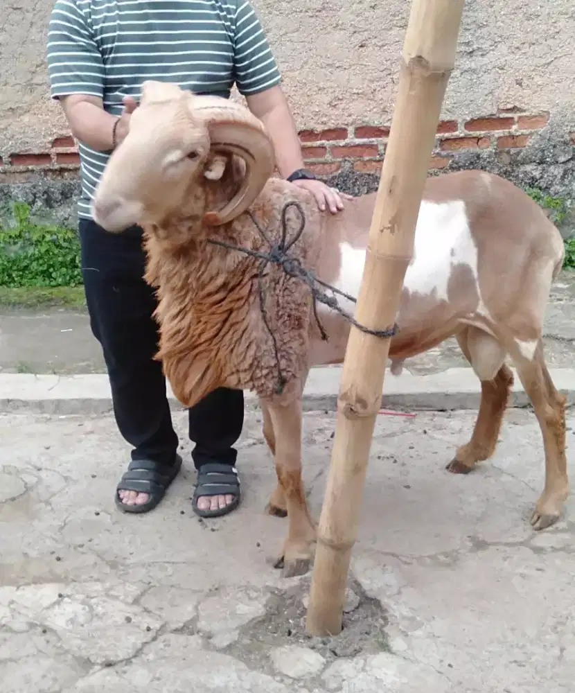 Domba Qurban Jumbo Si Connelo