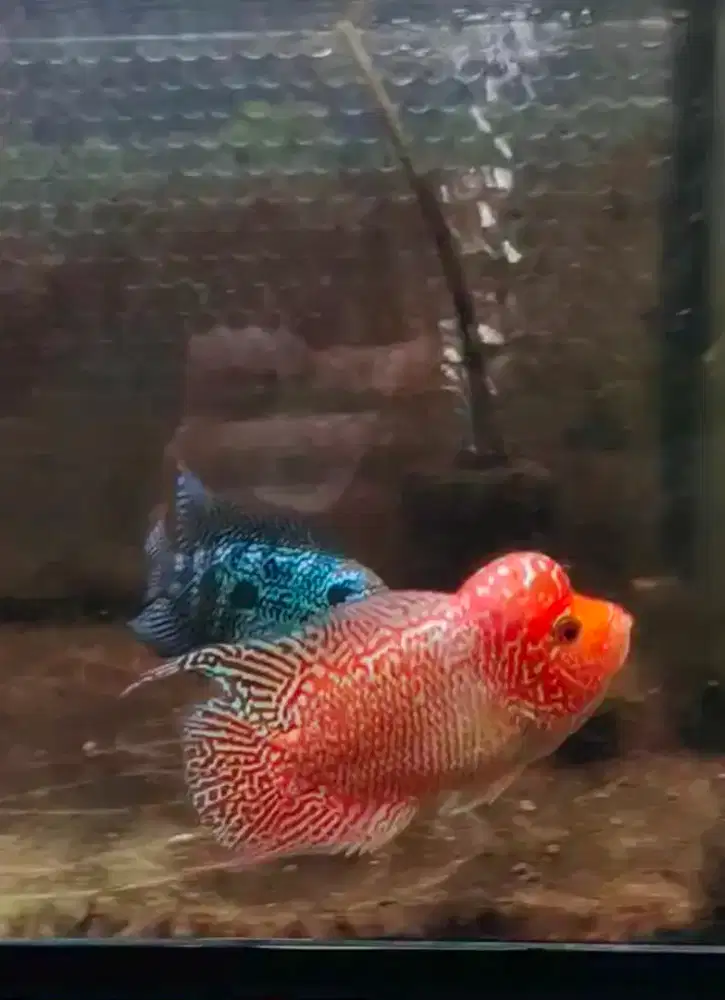 ikan lohan gb cencu 9.6cm ekor kipas lebar close goldenbase cencu