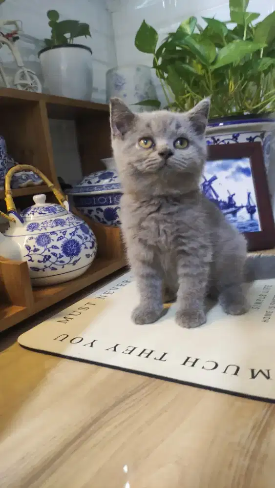 Kitten bsh jantan blue 2,5 bln nonped