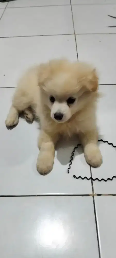 anakan anjing pom