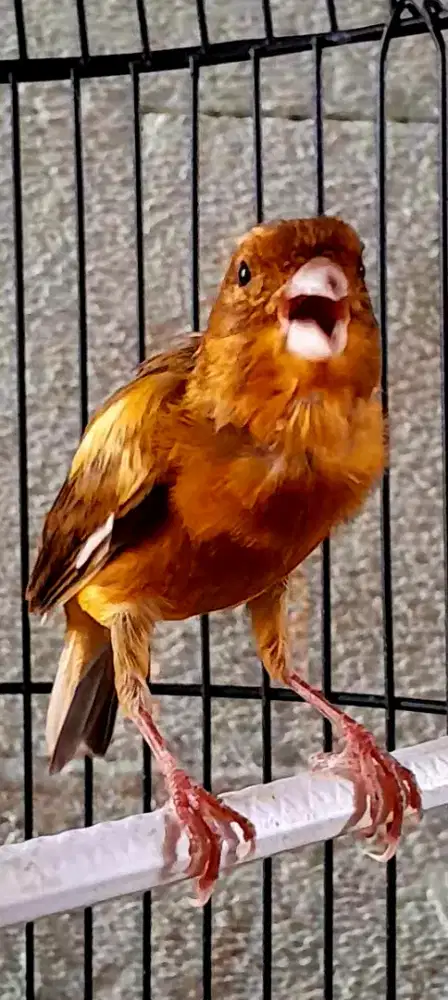 BURUNG KENARI GACOR ISIAN NGOCEH JALAK SUREN