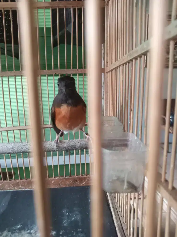 Murai Cewean, siap di mahar, pake ring + kandang