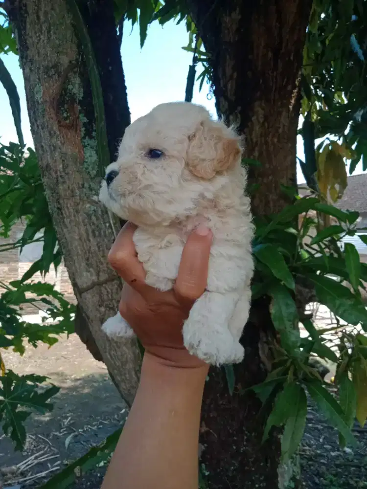 Toy poodle sepasang