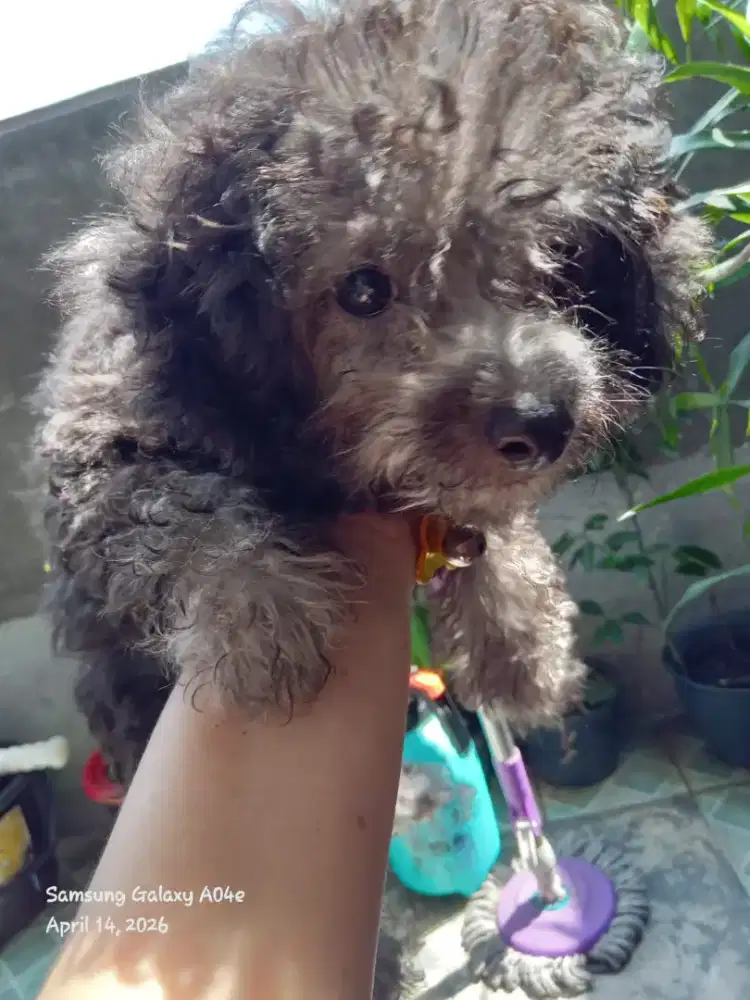 Puddle silver female stmbn d vaksin sehat no kutu vitamin rutin