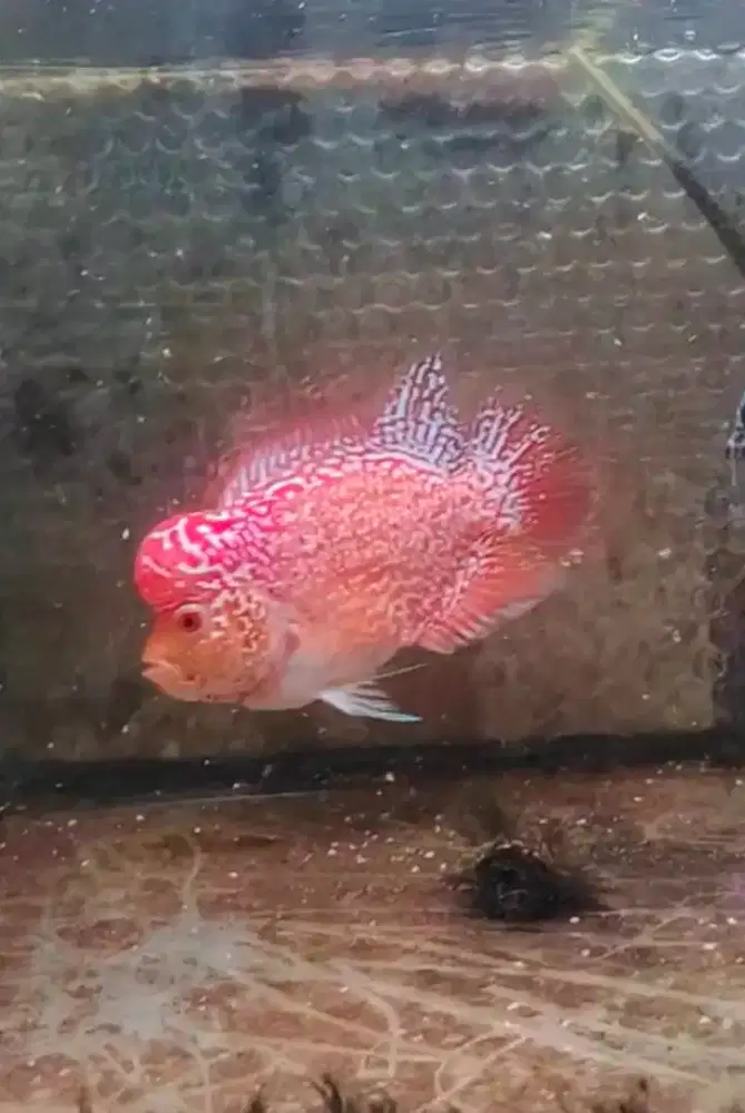 ikan lohan gb cencu 13cm golden base cencu merah merona body tebal