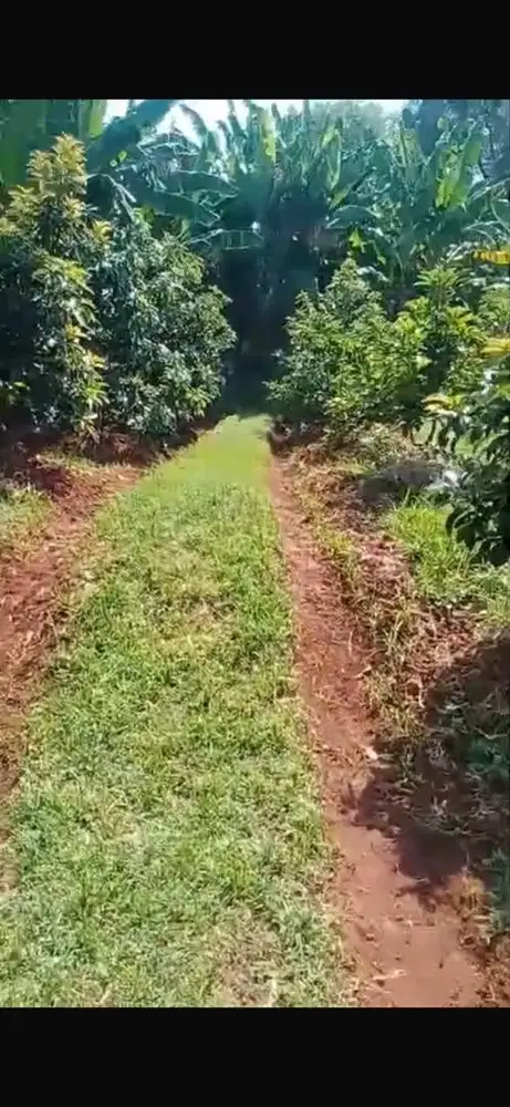 Dijual cepat Tanah ditanami pohon Alpukat dan duren
