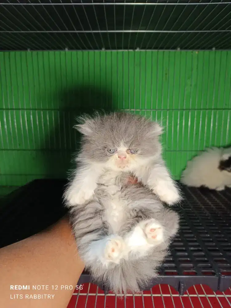 Anakan Kucing Peaknose/Kitten Peaknose Longhair JANTAN