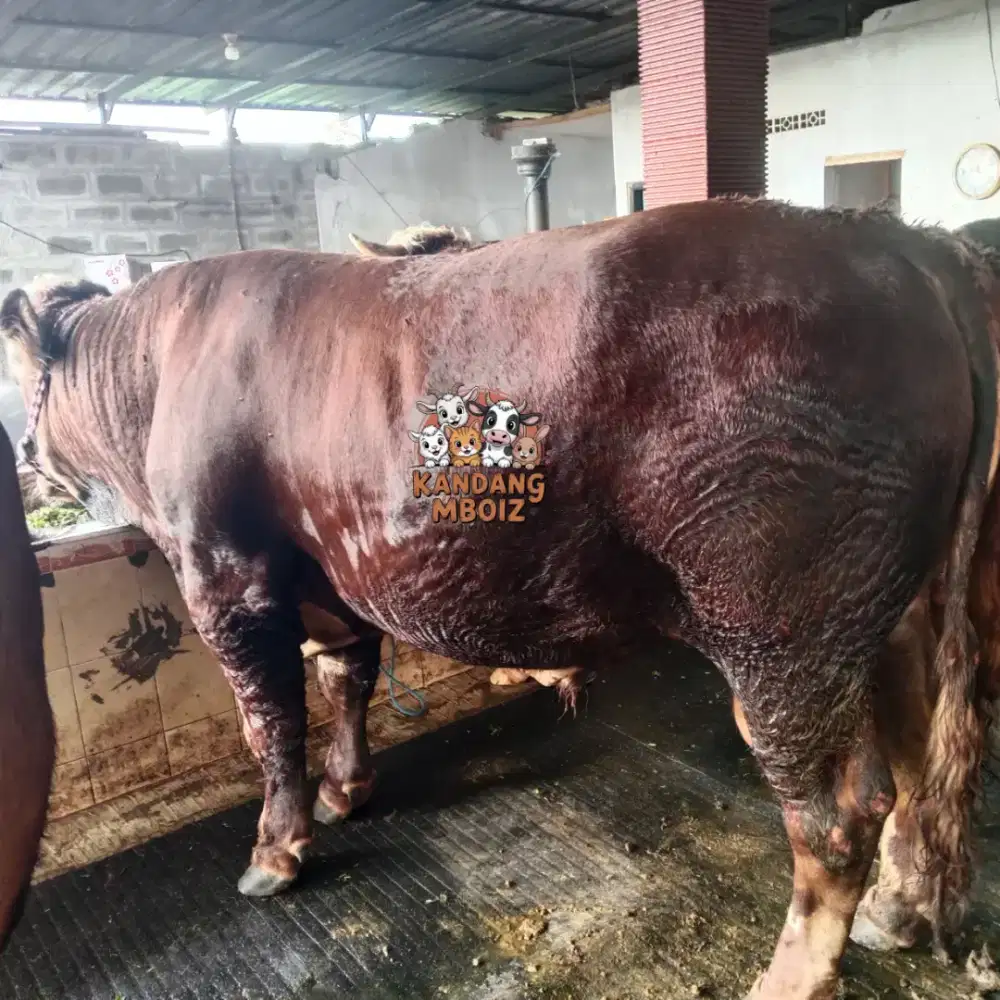 Sapi Qurban Bobot 800kg