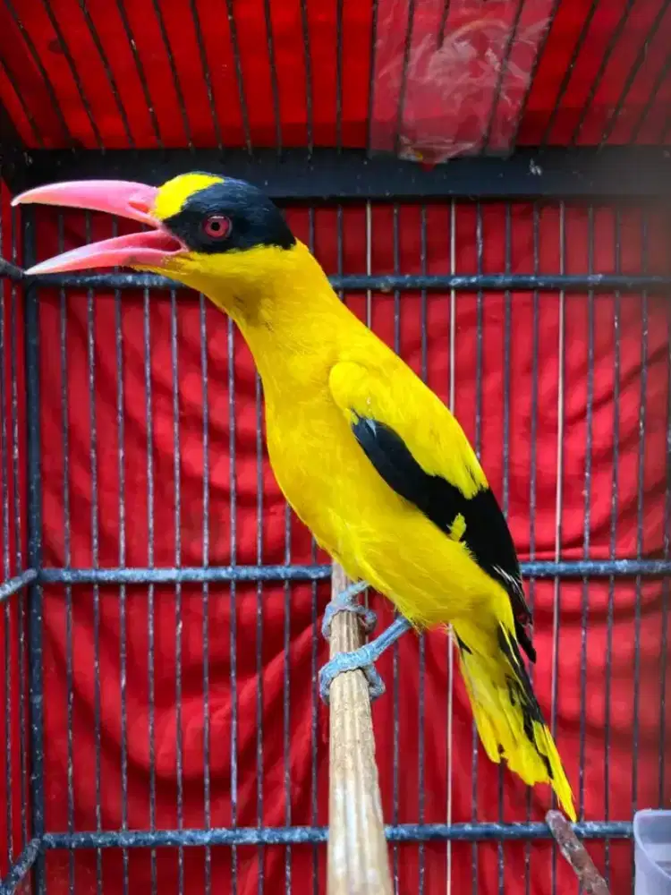 Kepodang mas sumbawa jantan