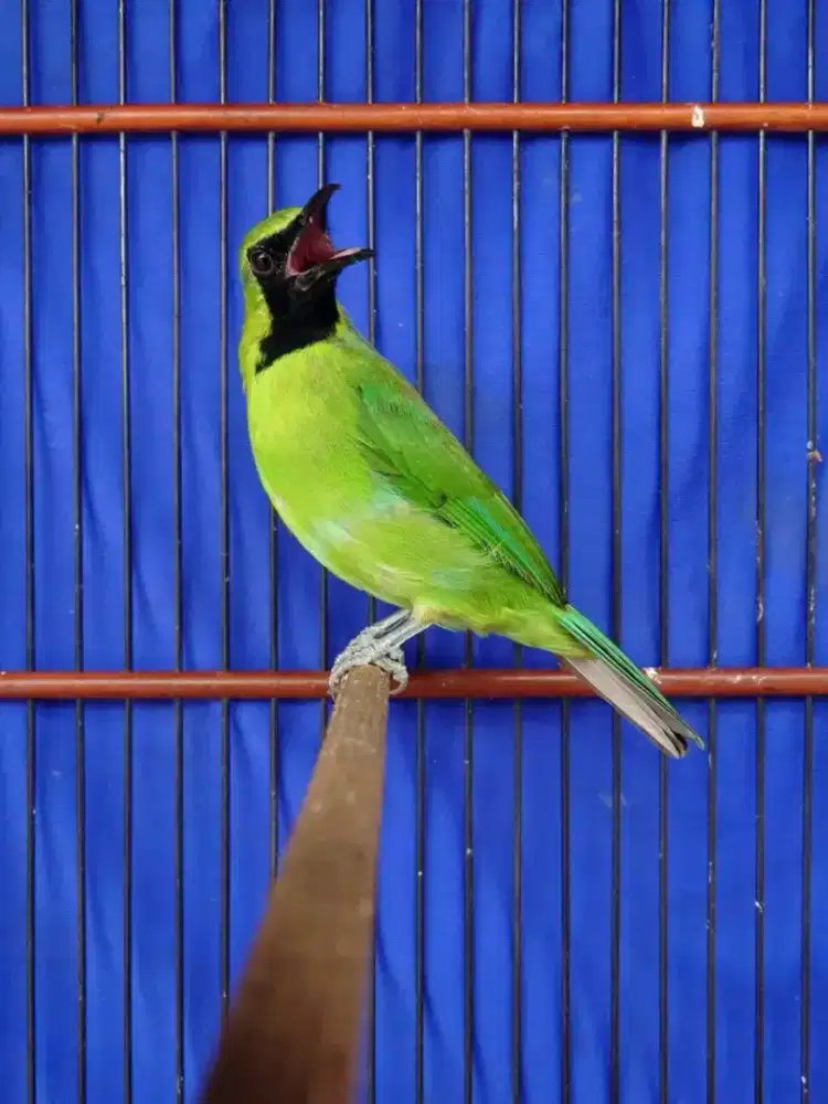 Cckhijau aceh super