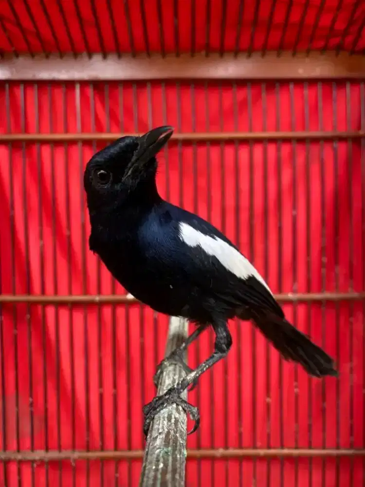Kacer dada hitam jawa rawatan